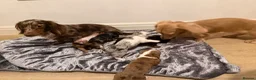 Miniature Dachshund dogs for sale: Beautiful Miniature dachshund  - Advert 9
