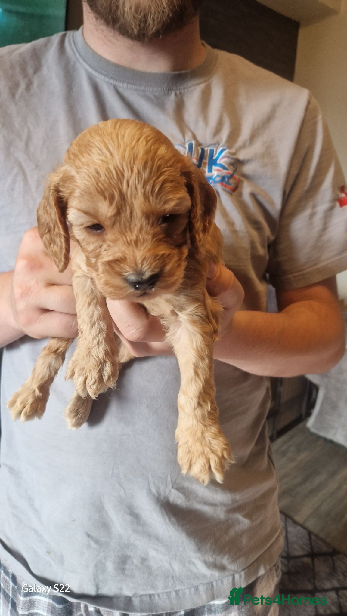 Cockapoo dogs 2 girls 3 boys available  - Advert 2