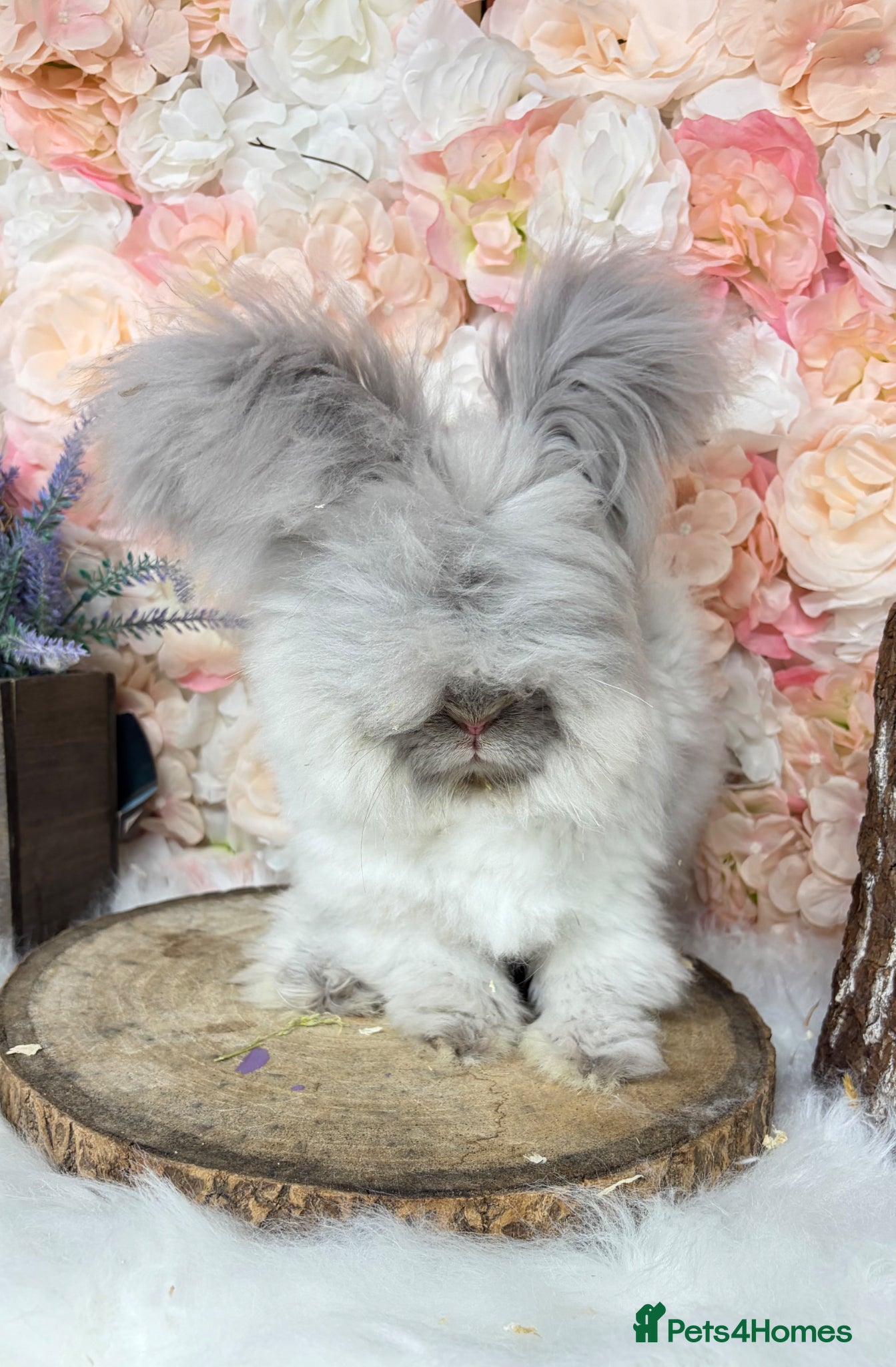 Angora rabbits for sale: 🌟 PUREBRED ENGLISH ANGORAS 🌟 - Advert 5