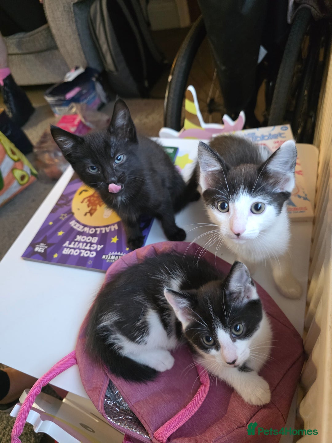 Mixed Breed cats for sale: Kittens wanting loving homes  - Image 1