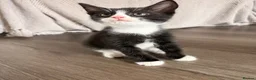 Mixed Breed cats for sale: Kitten needing a home 🩵 - Advert 4