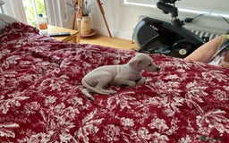 Italian Greyhound dogs for sale: Gorgeous Italian greyhound puppies  - Image 17
