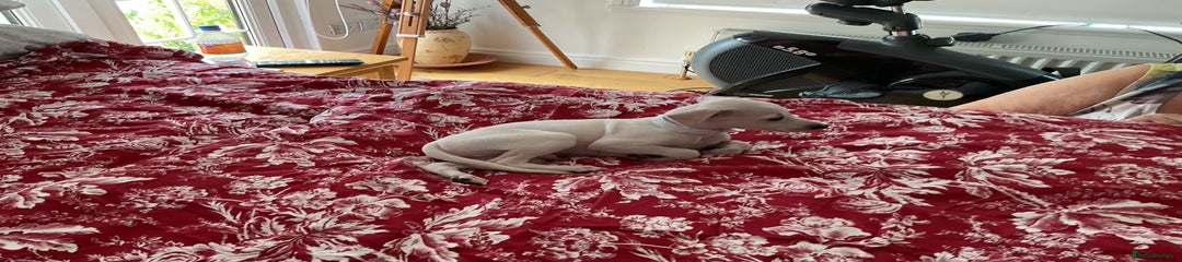 Italian Greyhound Puppy 1