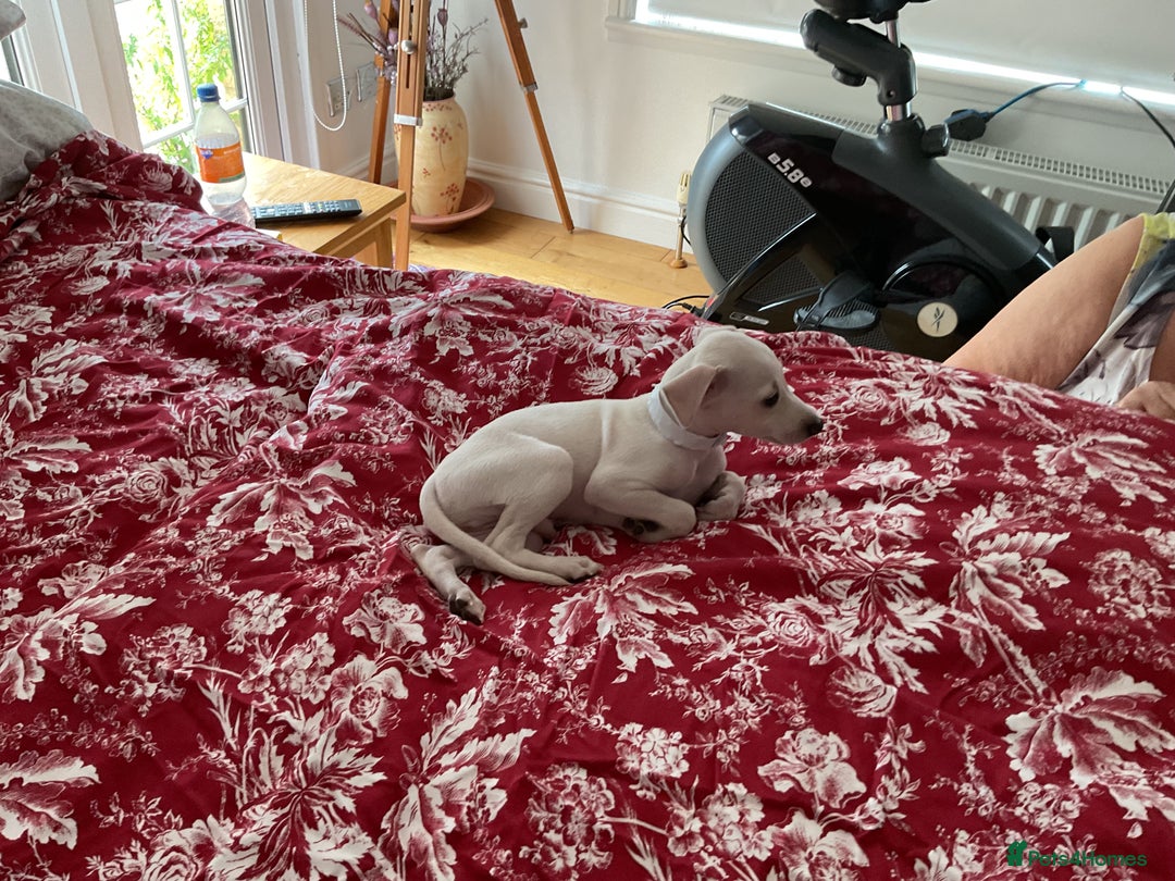 Italian Greyhound dogs for sale: Gorgeous Italian greyhound puppies  - Image 17