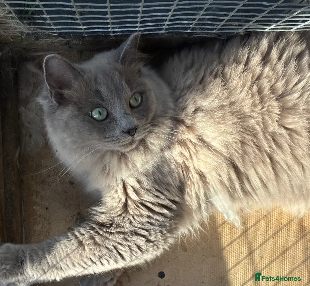 Ragdoll cats for sale: Blue sepia pedigree registered female - Advert 2