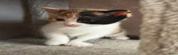 Mixed Breed cats for sale: Kittens Looking for Their Forever Homes!  - Advert 16