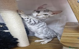 Bengal cats for sale: READY REDUCED TICA Genetic/Health Tested Bengals - Image 25