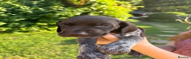 German Shorthaired Pointer 12