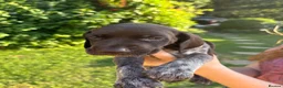 German Shorthaired Pointer dogs for sale: Dorothea and Marjorie - Advert 15