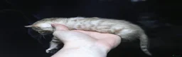 Bengal cats for sale: TICA REGISTERED SNOW BENGAL - Advert 4