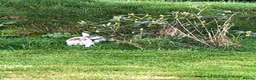 Jack Russell dogs for sale:  Tri coloured Jack Russel Pups! - Advert 23
