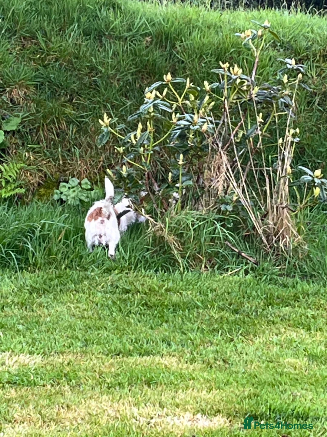 Jack Russell dogs for sale:  Tri coloured Jack Russel Pups! - Advert 23