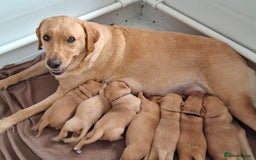 Labrador Retriever dogs for sale: Mix of fox red and yellow labrador puppies - Image 1