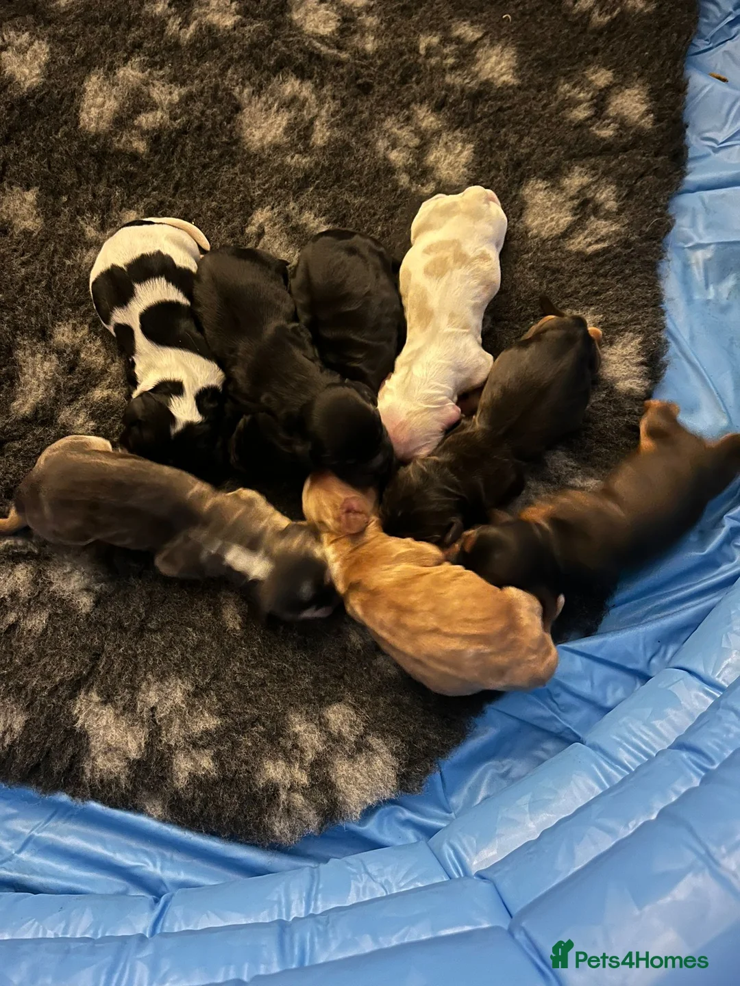 Cocker Spaniel dogs for stud: Show cocker health tested stud CHOCOLATE SABLE in Brentwood - Advert 20