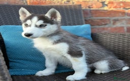Siberian Husky dogs for sale: Siberian husky puppies - Image 3
