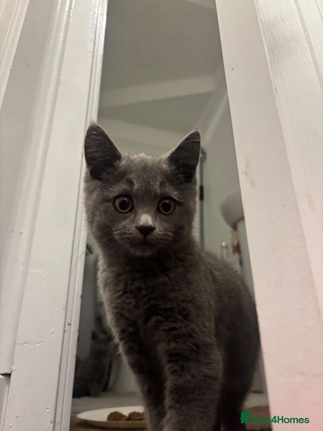 British Shorthair cats for sale: 3x Pure British Shorthair kittens - Advert 2