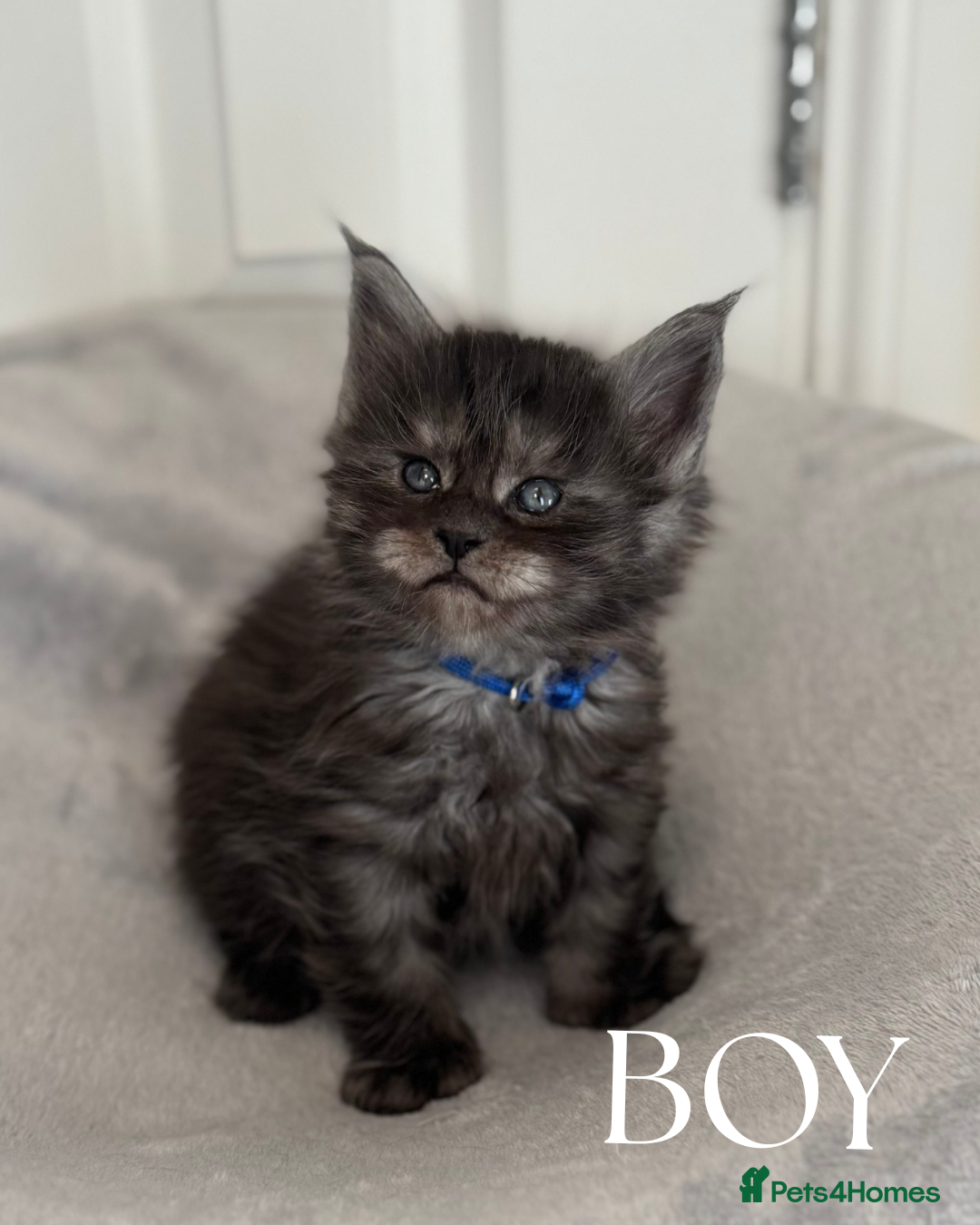 Maine Coon cats for sale: Champion blood line mainecoon kittens  - Advert 3