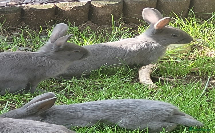 Mixed Breed rabbits - Advert 3