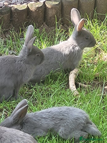 Mixed Breed rabbits - Advert 13