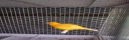 Canaries birds for sale: Cnarries  for sale  - Advert 4