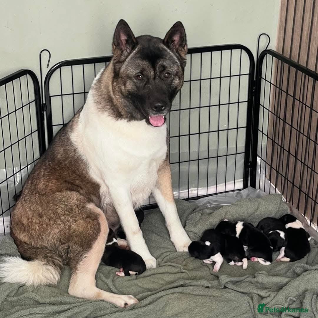 Akita dogs for sale: 🐾 American Akita Puppies for Forever Homes 🐾 - Image 36