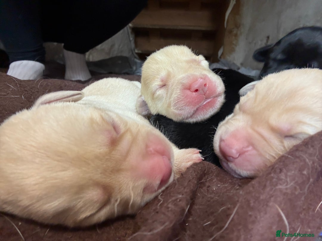 Labrador Retriever dogs for sale: 🖤 Labrador Puppies 💛 - Image 10