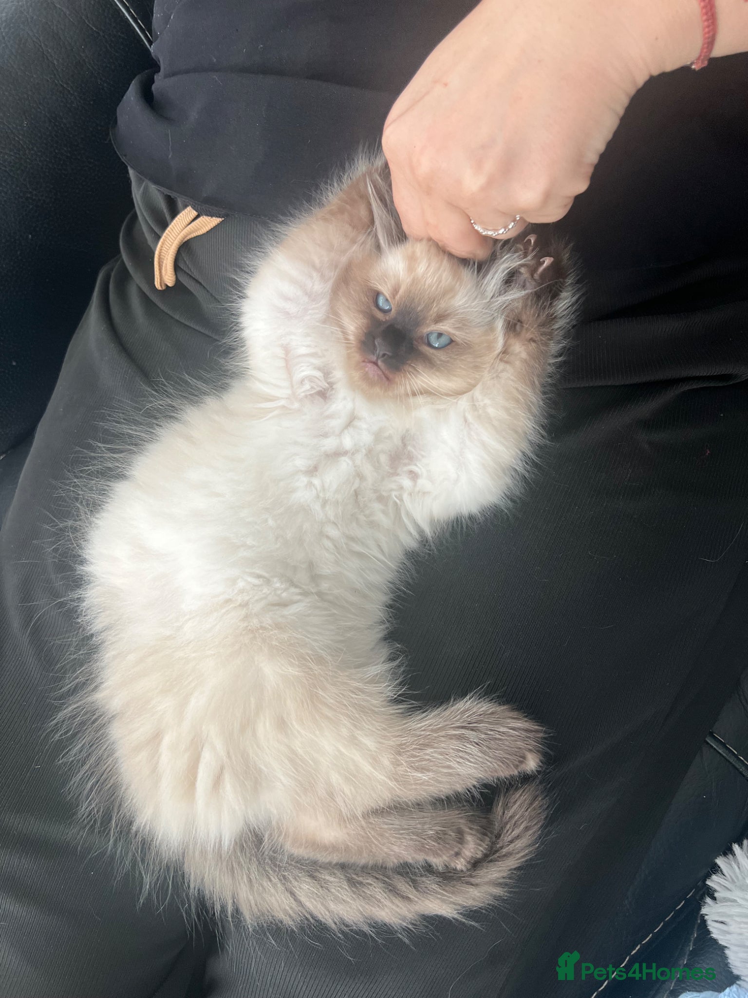 Ragdoll cats 1 Seal Point boy Ragdoll left💙🩵 - Advert 7