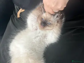 Ragdoll cats 1 Seal Point boy Ragdoll left💙🩵 - Advert 9