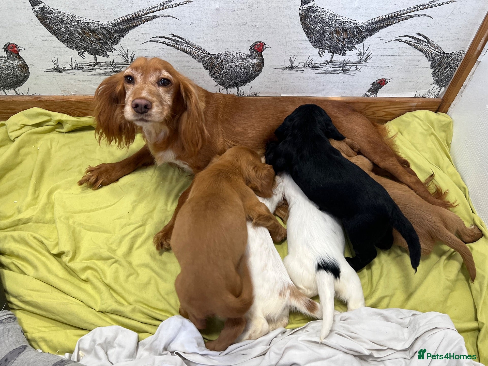 Cocker Spaniel dogs KC Reg Health Certifited Cocker Spaniels - Advert 2