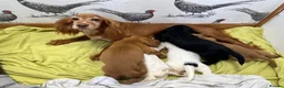 Cocker Spaniel dogs for sale: KC Reg Health Certifited Cocker Spaniels - Advert 2