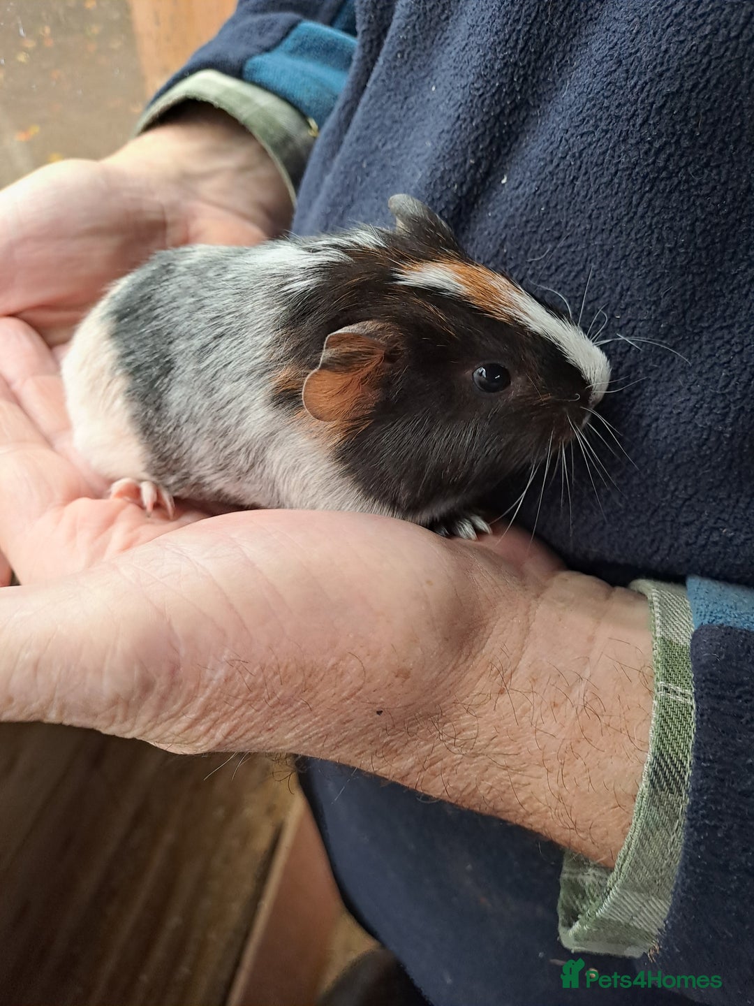 Guinea Pig rodents for sale: Baby guinea pigs for sale  - Advert 7