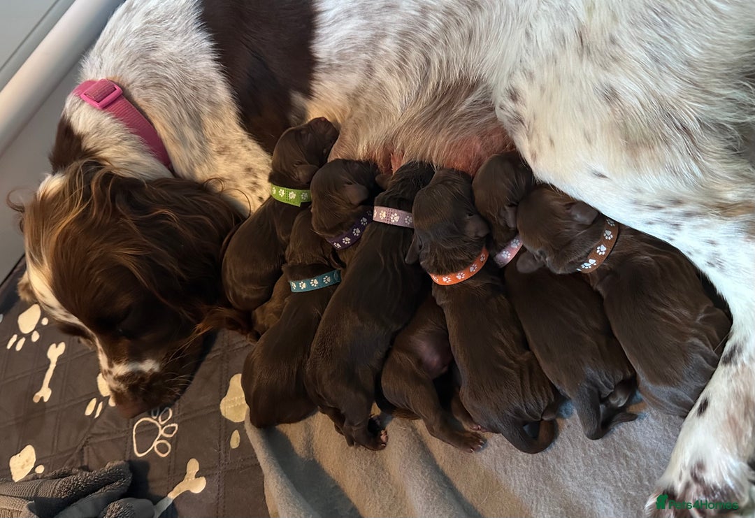 Sprocker dogs for sale: Brown Sproker Puppies Parents KC registered.  - Image 1