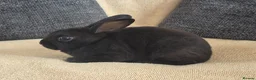 Rex rabbits for sale: Mini rex kits  - Advert 11