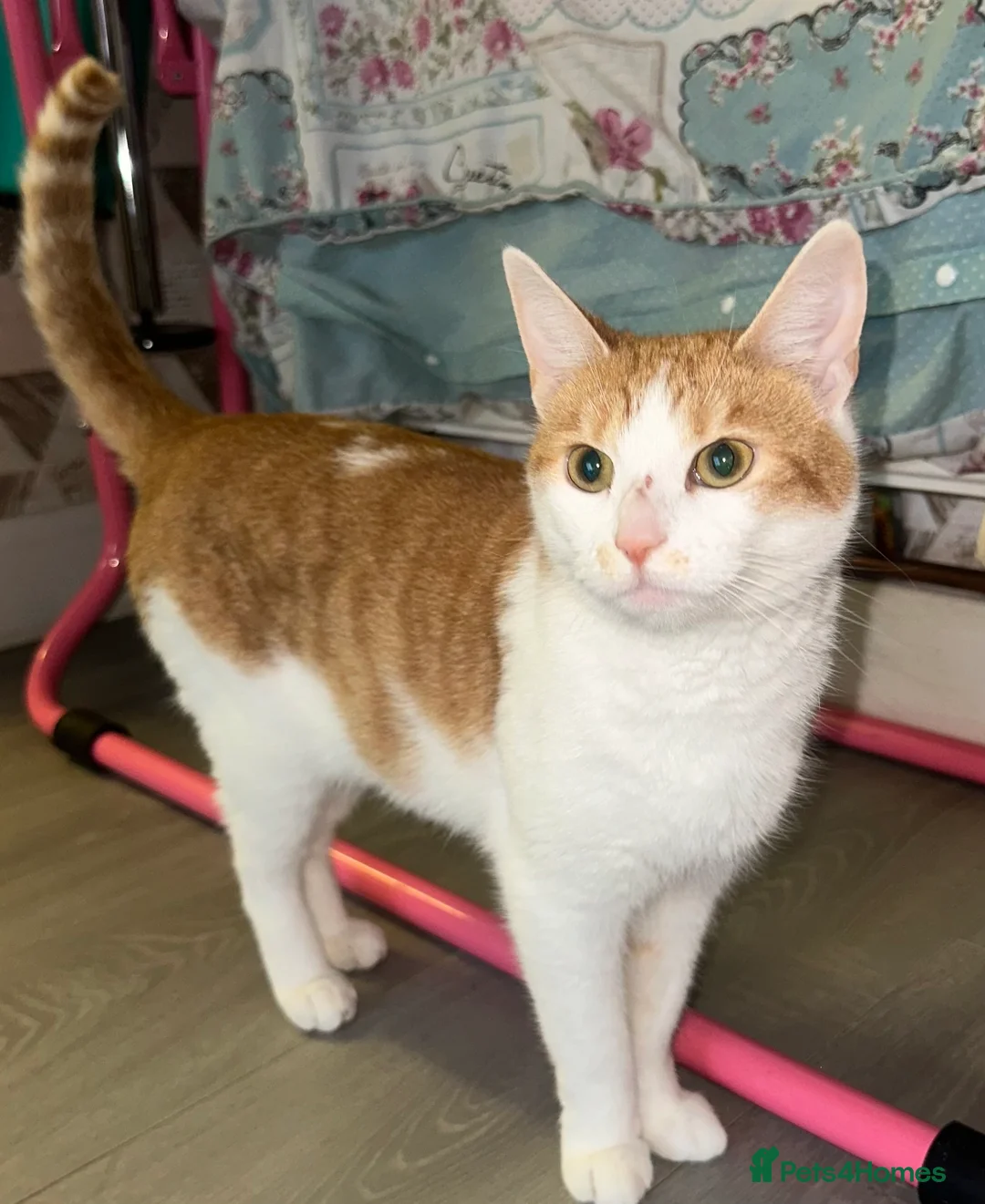 Mixed Breed cats for sale: 2 female cats need rehoming  - Advert 3