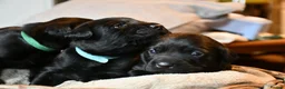 Labrador Retriever dogs for sale: Gorgeous kc registered Labrador puppies in Fakenham - Advert 4