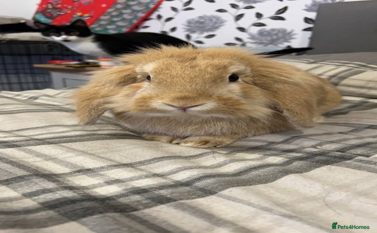 English rabbits - Advert 1