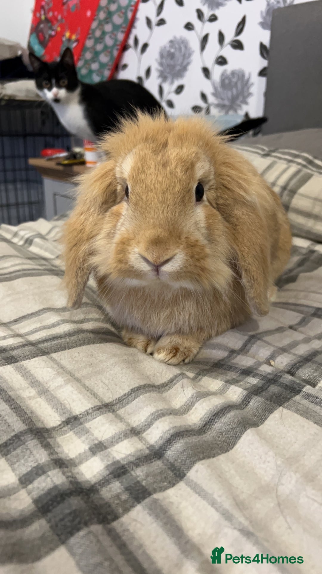 English rabbits for sale: Male Rabbit  - Image 1