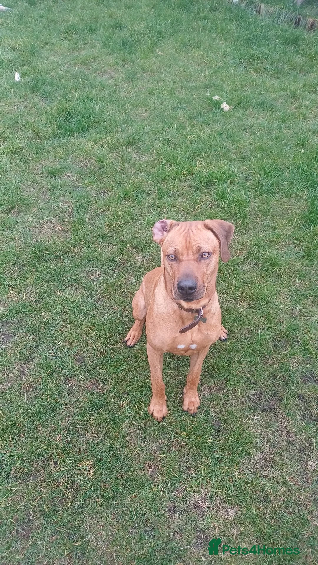 Rhodesian Ridgeback dogs for sale: 18 month old Ridgeback for sale - Advert 1