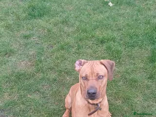 Rhodesian Ridgeback dogs 18 month old Ridgeback for sale - Advert 6