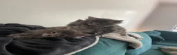 Maine Coon cats for sale: Ready to go! 3 Maine Coon Females  - Advert 1