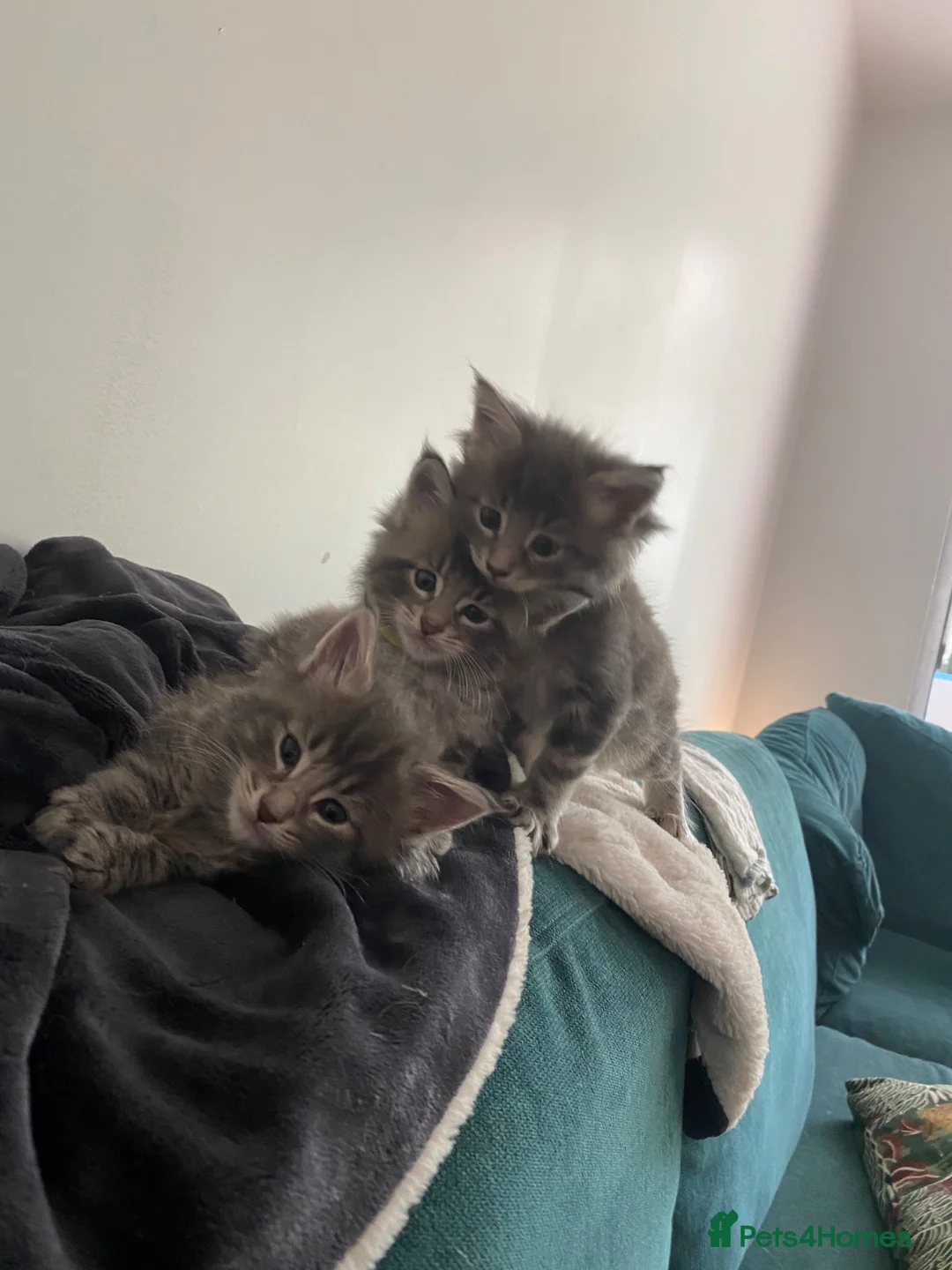 Maine Coon cats for sale: Ready to go! 3 Maine Coon Females  - Advert 1