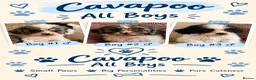 Cavapoo dogs for sale: Health tested Cavapoo pups  - Advert 8