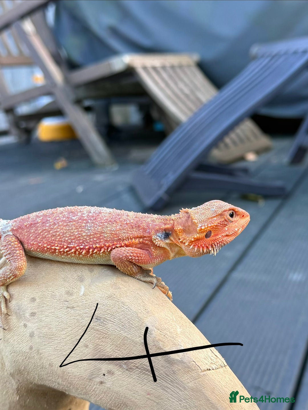 Bearded Dragon reptiles for sale: Bearded Dragon Red Monster Gene - Advert 4