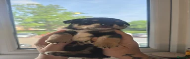 Female Puppy Black and Tan With White Chest