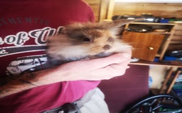 English rabbits for sale: 1 female lionhead baby rabbit bun. - Image 10