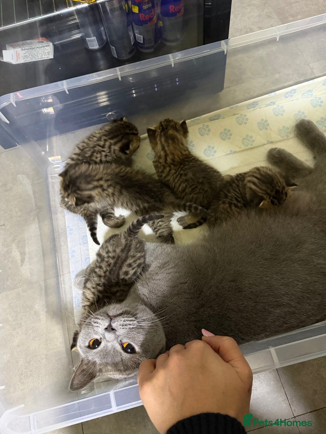 British Shorthair cats for sale: British Shorthair  - Advert 4