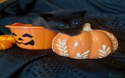 British Shorthair cats for sale: British short hair x - Image 6