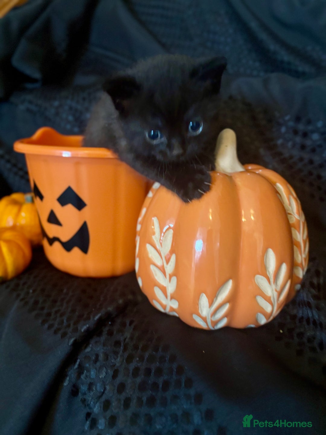 British Shorthair cats for sale: British short hair x - Image 6