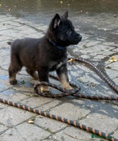 German Shepherd dogs - Advert 8