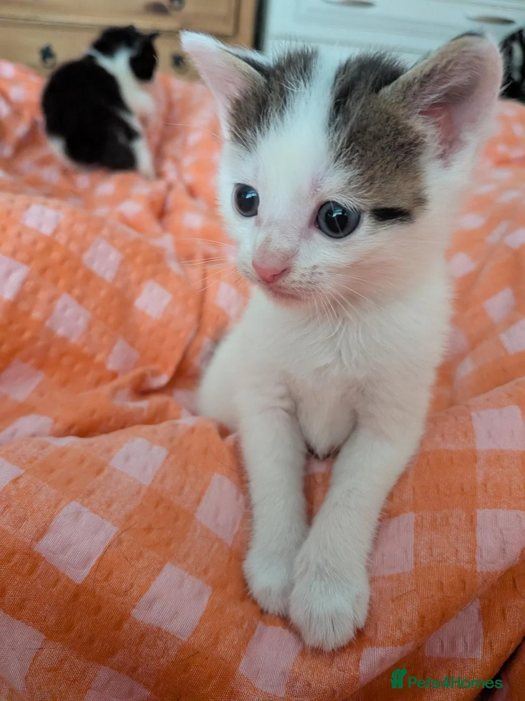 Domestic Shorthair cats for sale: Lovely boy kitten  in Basingstoke - Advert 2
